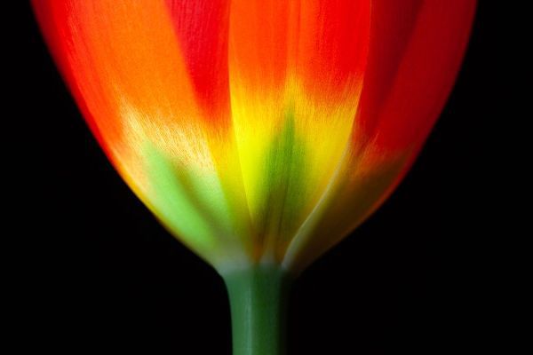 California Close-up of tulip flower